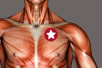 Faisceau claviculaire des pectoraux